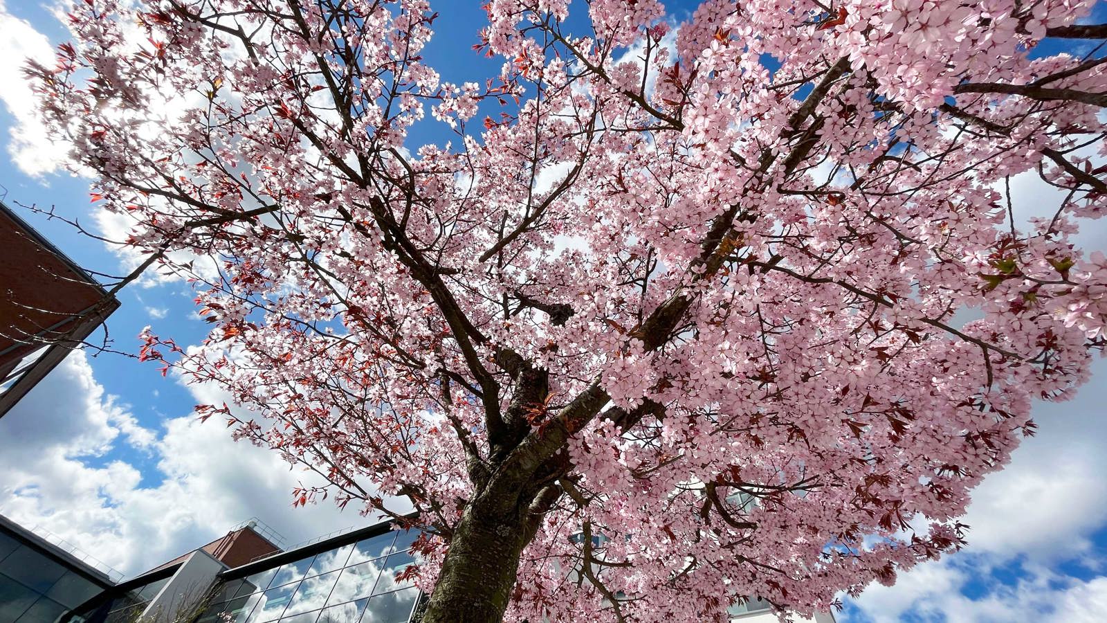 Träd i blom på Campus Borås