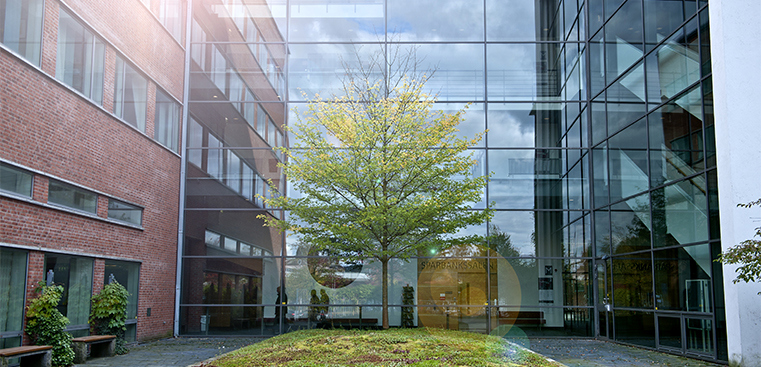 Bild på ett grönskande träd på Sandgärdets innergård
