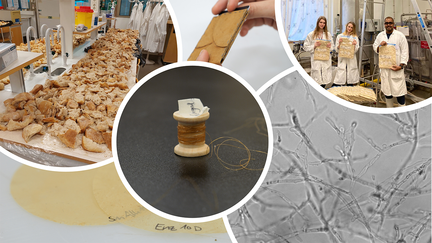 Photo collage showing pieces of bread waste left for drying, filamentous fungi under microscope, prototypes of fungal yarn, leather like material and plastics. Researchers Alice Lind,  Sofie Svensson and Kanishka Wijayarathna in the Biotechnology lab, holding Bags of harvested fungal biomass. 
