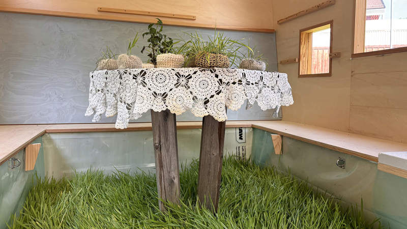 Barley growing in the Tiny House