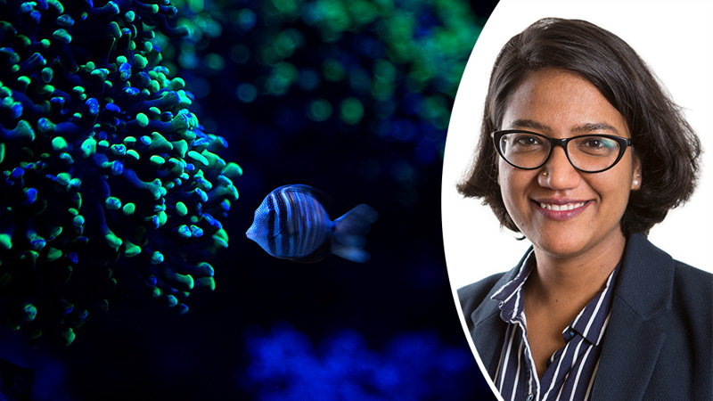 A neon coloured fish by a coral reef, and a portrait photo of Sweta Iyer