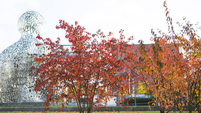 Träd i höstfärger