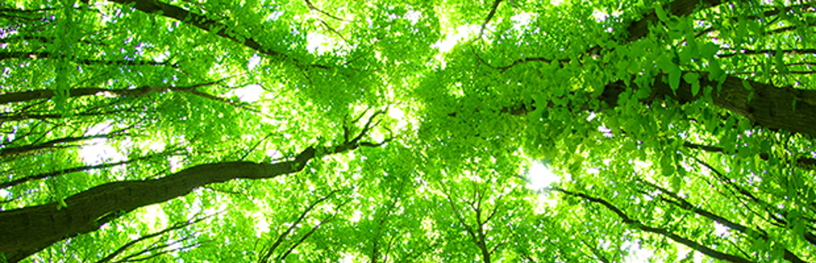 Träd med gröna blad